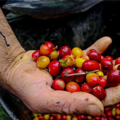 Coffee beans in hand