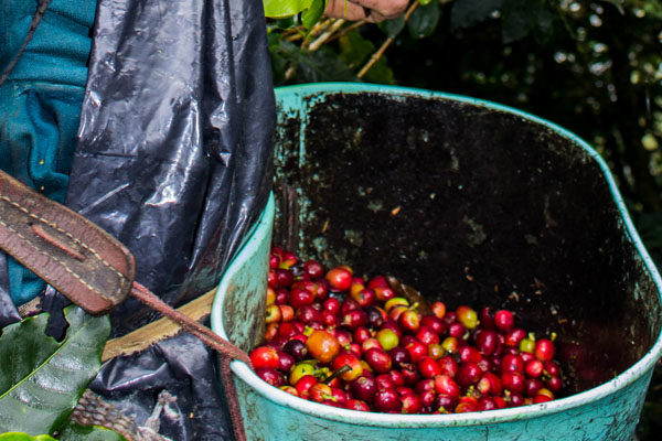 Coffee farmer picking coffee beans