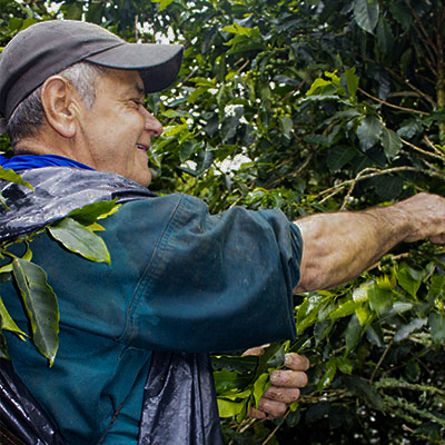 Coffee farmer picking coffee