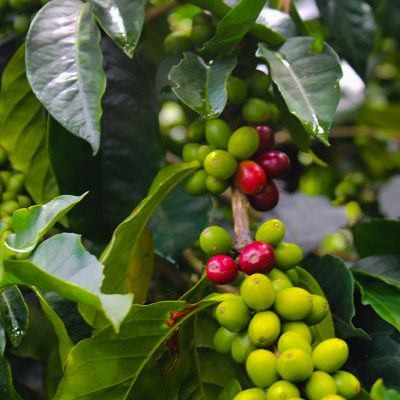 Coffee growing