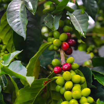 Cómo hacen el café los colombianos?