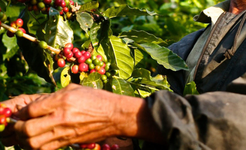 Farmer picks coffee