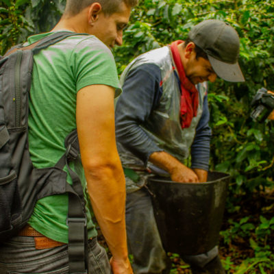 Picking coffee beans