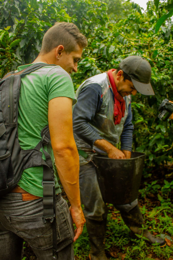 Picking coffee beans