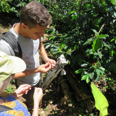 Visiting a coffee farm