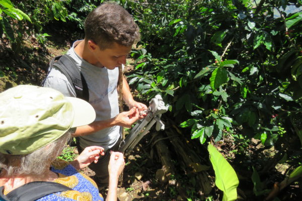 Visiting a coffee farm